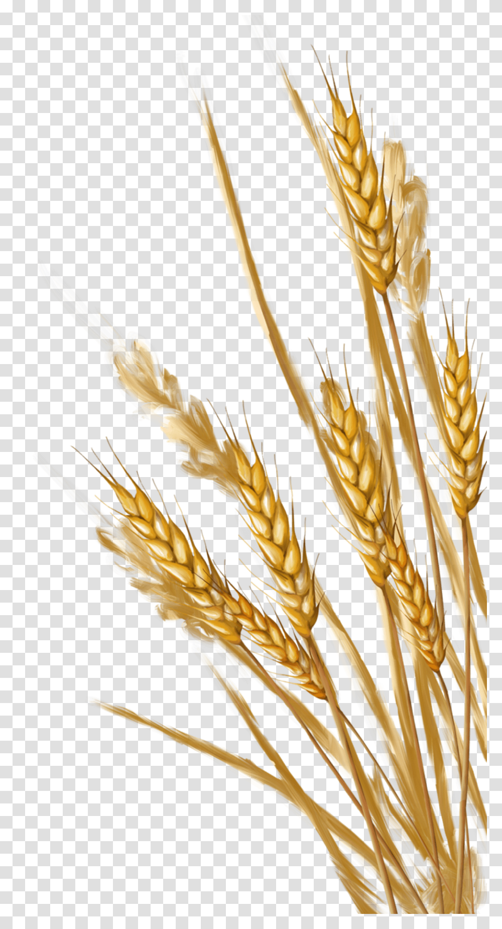 Wheat, Nature, Plant, Grain, Produce Transparent Png