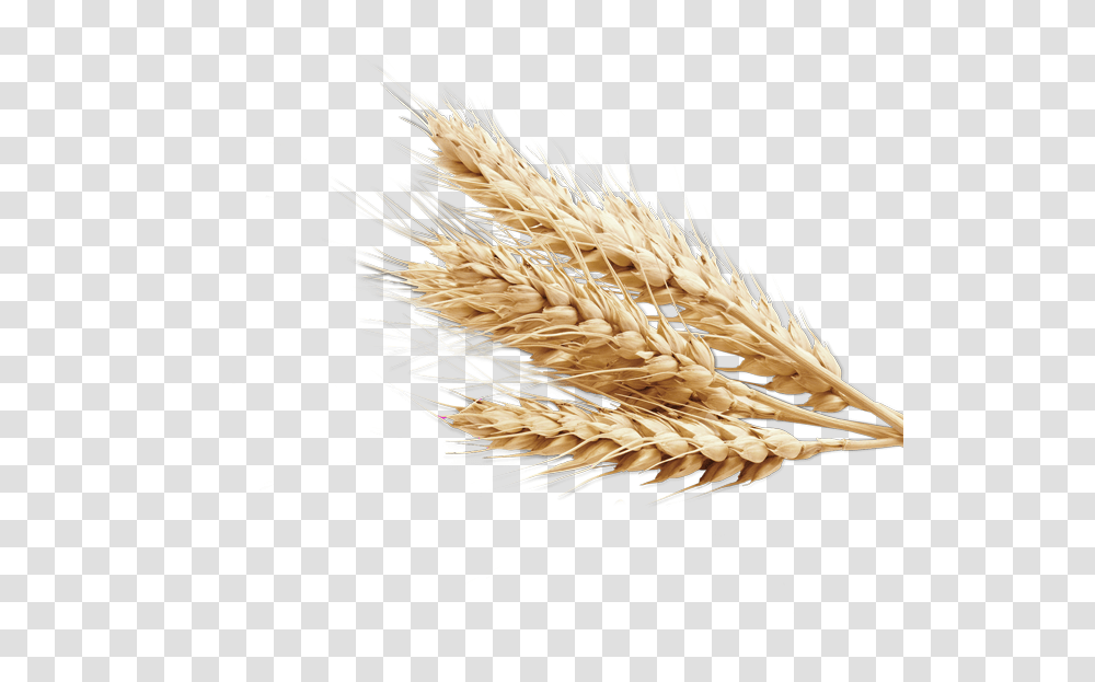 Wheat, Nature, Plant, Grain, Produce Transparent Png