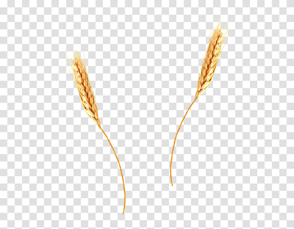 Wheat, Nature, Plant, Grain, Produce Transparent Png