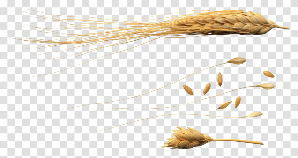 Wheat, Nature, Plant, Grain, Produce Transparent Png