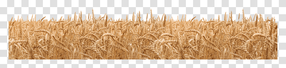 Wheat, Nature, Plant, Produce, Food Transparent Png