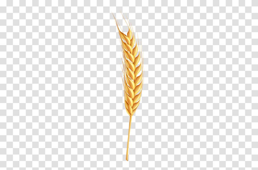 Wheat, Nature, Plant, Sliced, Gold Transparent Png