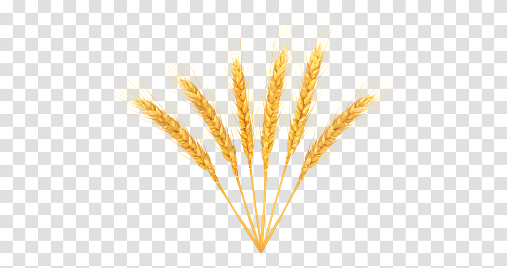 Wheat, Nature, Plant, Vegetable, Food Transparent Png