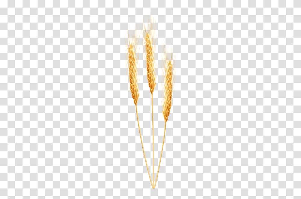 Wheat, Nature, Plant, Vegetable, Food Transparent Png