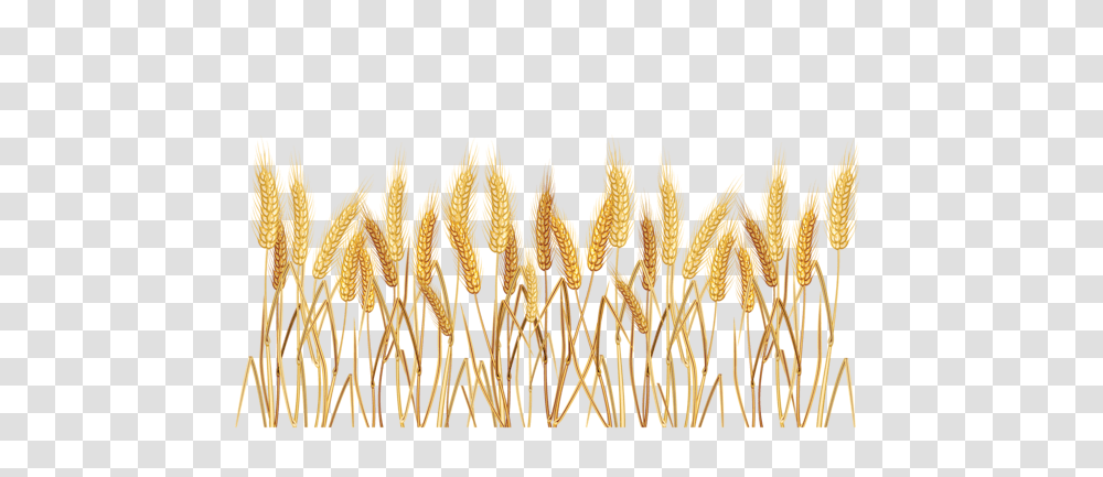Wheat, Nature, Plant, Vegetable, Food Transparent Png