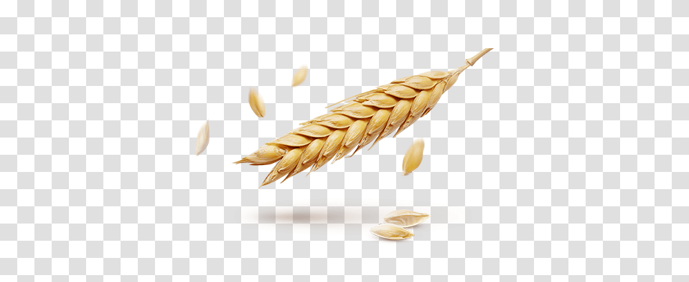 Wheat, Nature, Plant, Vegetable, Food Transparent Png