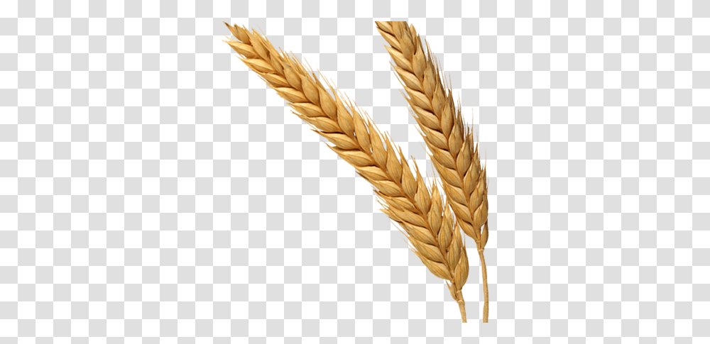 Wheat, Nature, Plant, Vegetable, Food Transparent Png