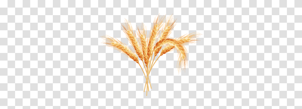 Wheat, Nature, Plant, Vegetable, Food Transparent Png