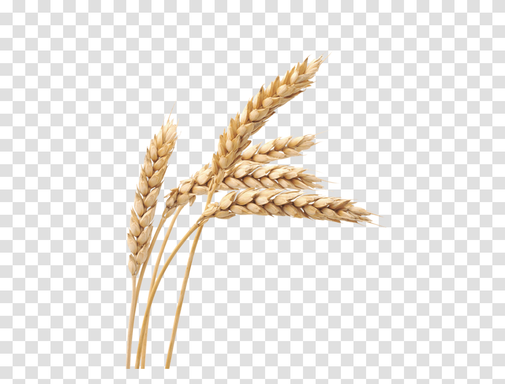 Wheat, Nature, Plant, Vegetable, Food Transparent Png