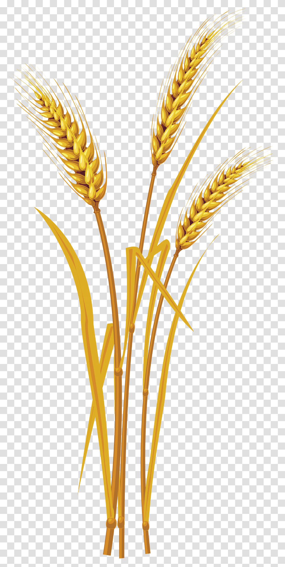 Wheat, Nature, Plant, Vegetable, Food Transparent Png