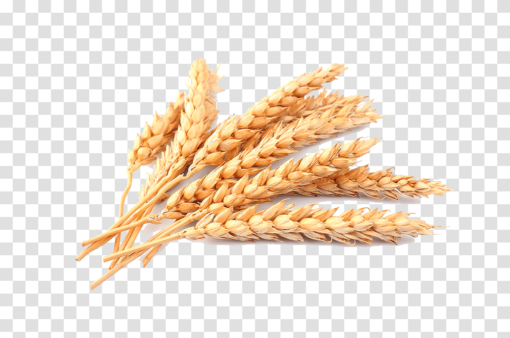 Wheat, Nature, Plant, Vegetable, Food Transparent Png