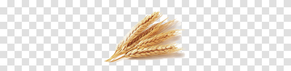 Wheat, Nature, Plant, Vegetable, Food Transparent Png