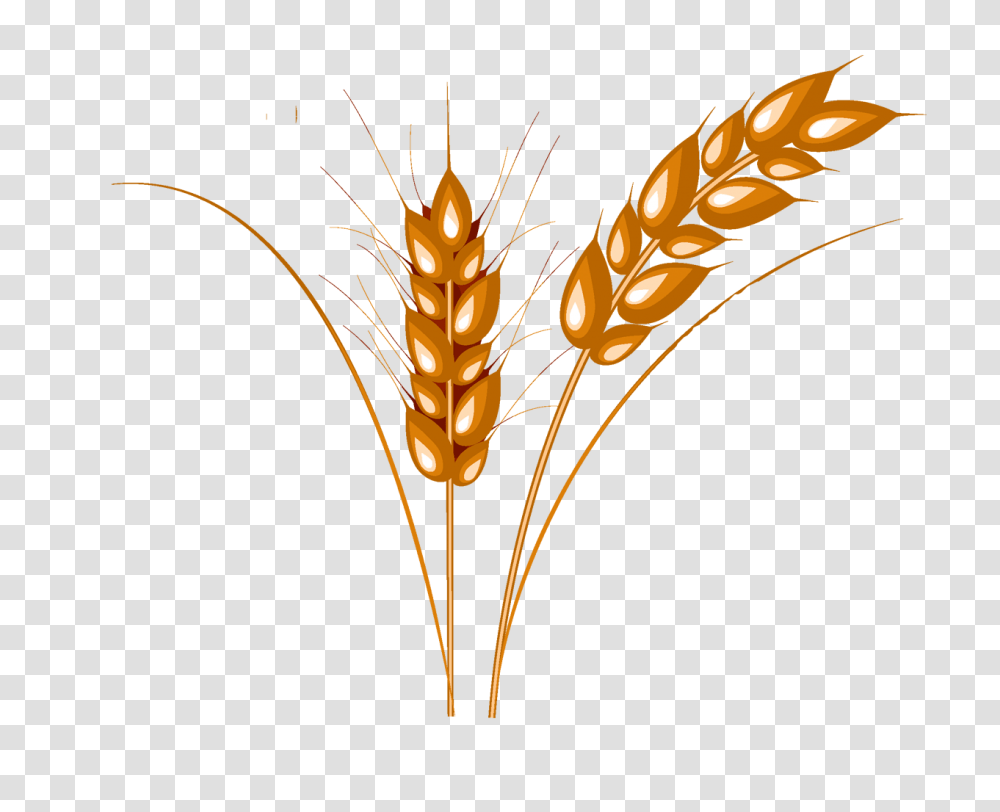 Wheat, Nature, Plant, Vegetable, Food Transparent Png