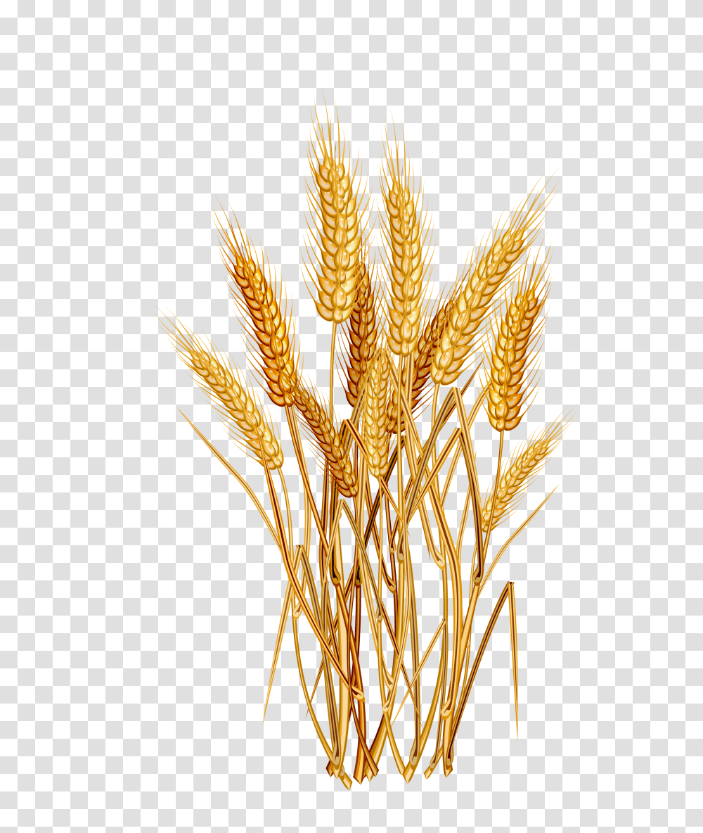 Wheat, Nature, Plant, Vegetable, Food Transparent Png