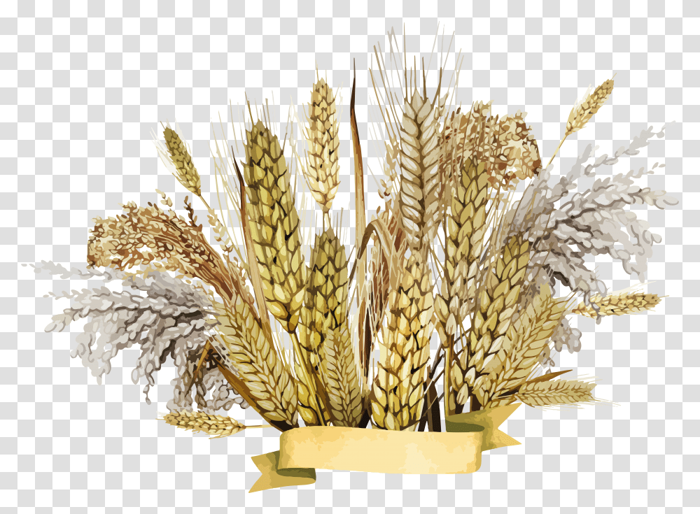 Wheat, Nature Transparent Png