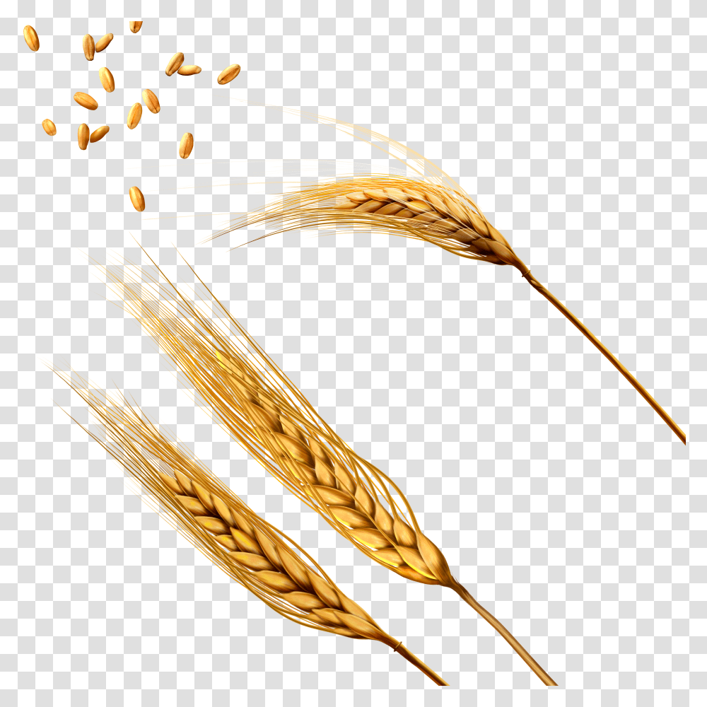Wheat, Nature Transparent Png