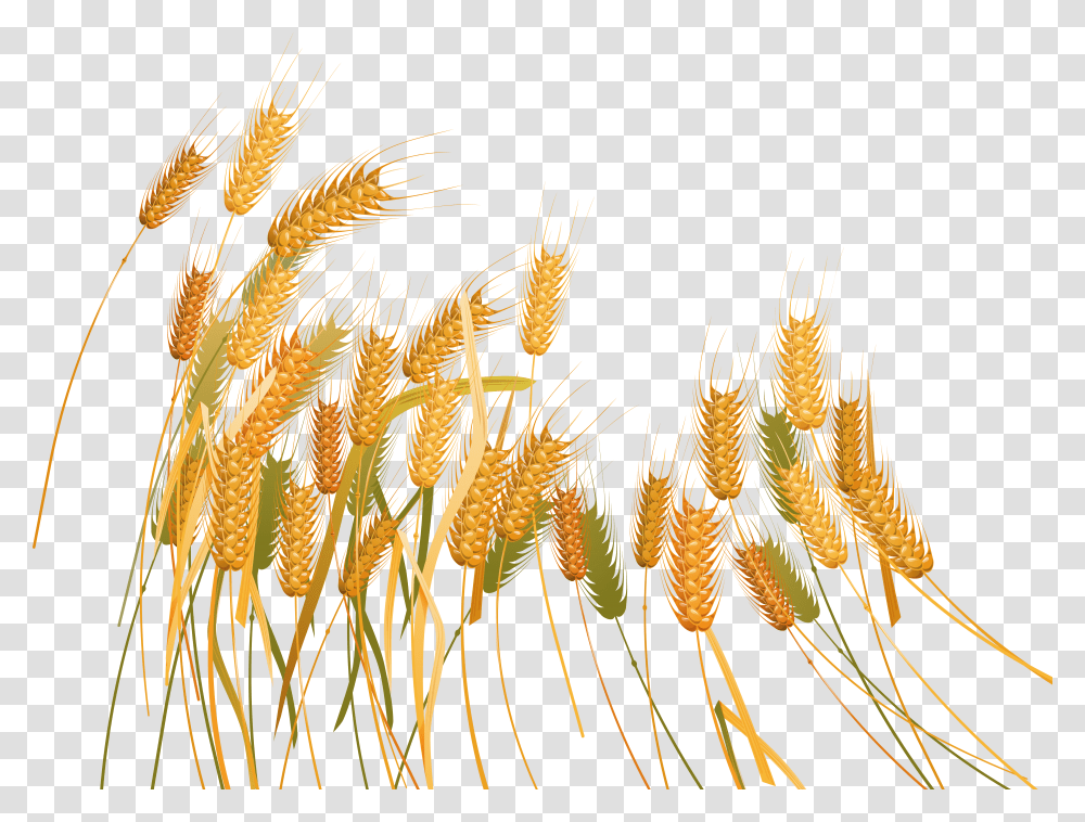 Wheat Pic Background Transparent Png
