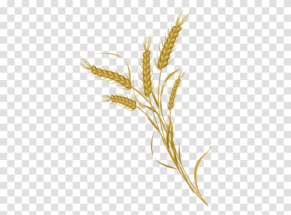 Wheat Pictures Background Wheat Icon, Grass, Plant, Agropyron, Lawn Transparent Png