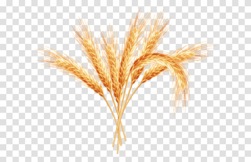 Wheat Plant Clipart Wheat Plant Background, Vegetable, Food, Grain, Produce Transparent Png