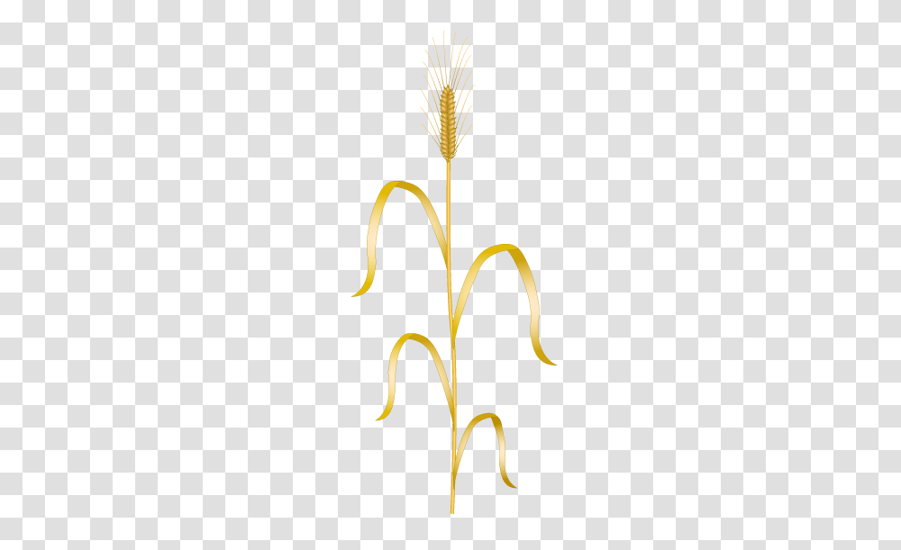 Wheat, Plant, Flower, Tree Transparent Png