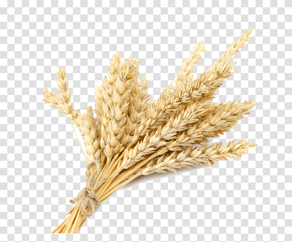 Wheat Plant Images Wheat Plant, Vegetable, Food, Bird, Animal Transparent Png