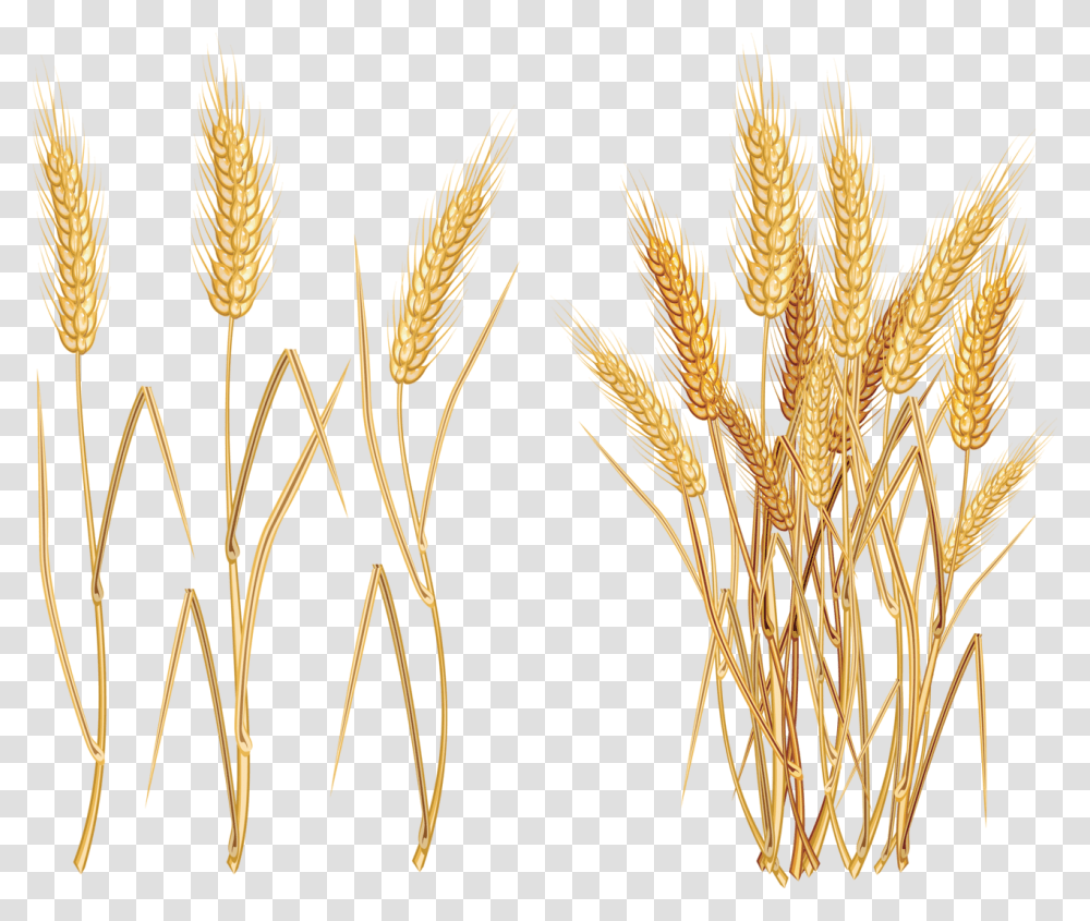 Wheat Plant, Vegetable, Food, Grain, Produce Transparent Png