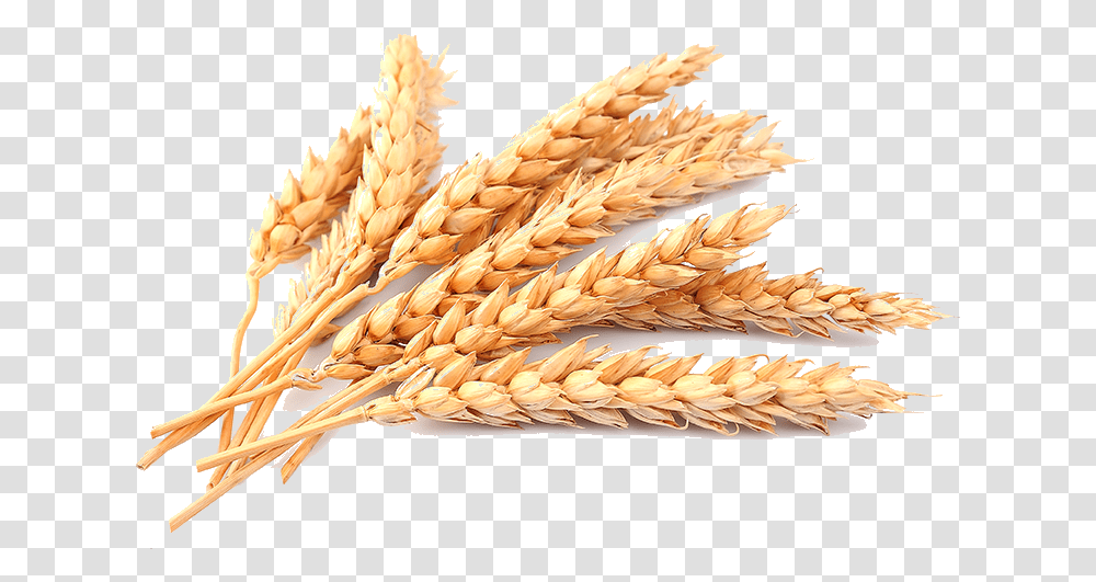 Wheat, Plant, Vegetable, Food, Grain Transparent Png