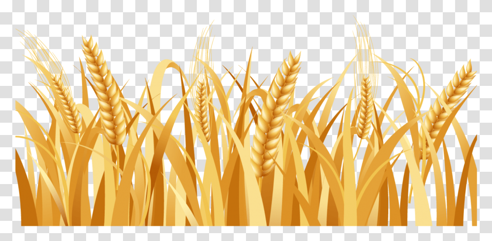 Wheat, Plant, Vegetable, Food, Grain Transparent Png