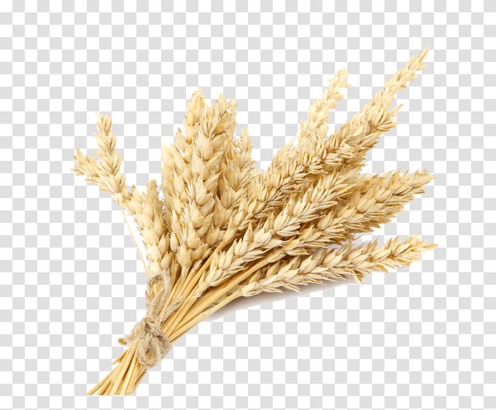 Wheat Plant Wheat, Vegetable, Food, Grain, Produce Transparent Png