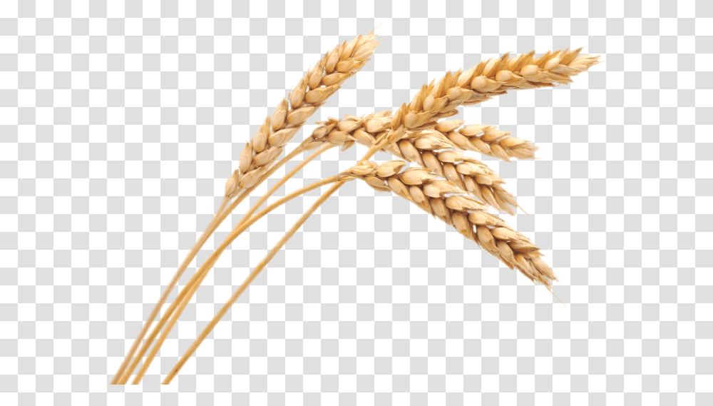 Wheat Spikes Background Wheat, Plant, Bird, Animal, Vegetable Transparent Png