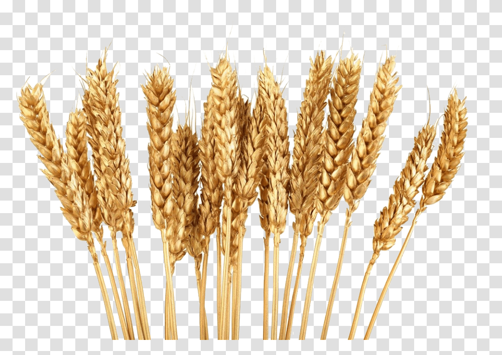 Wheat Stalk Clipart Background Wheat Stalks, Plant, Vegetable, Food, Fungus Transparent Png