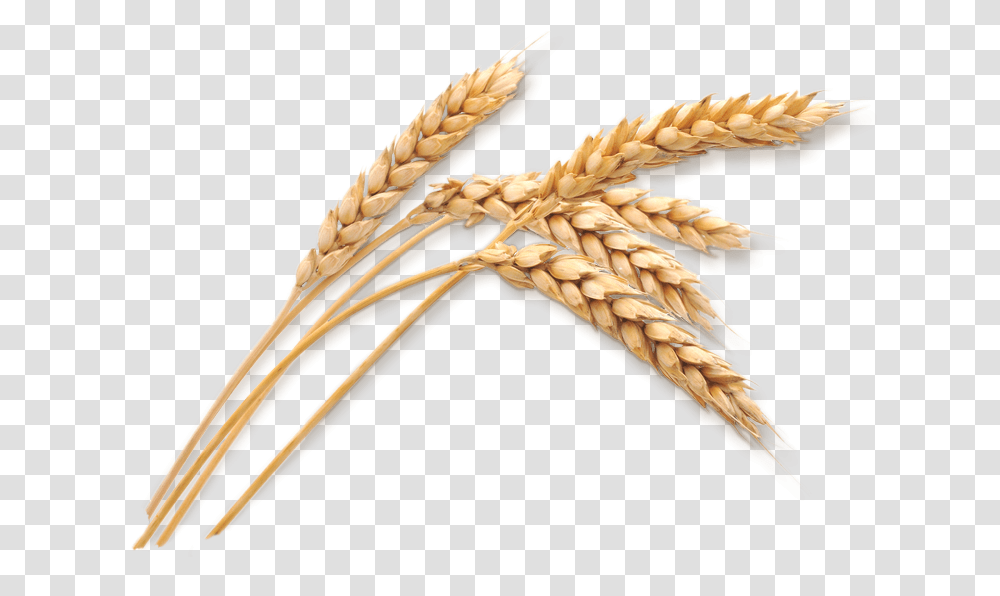 Wheat Stalk Download Wheat, Bird, Animal, Plant, Vegetable Transparent Png