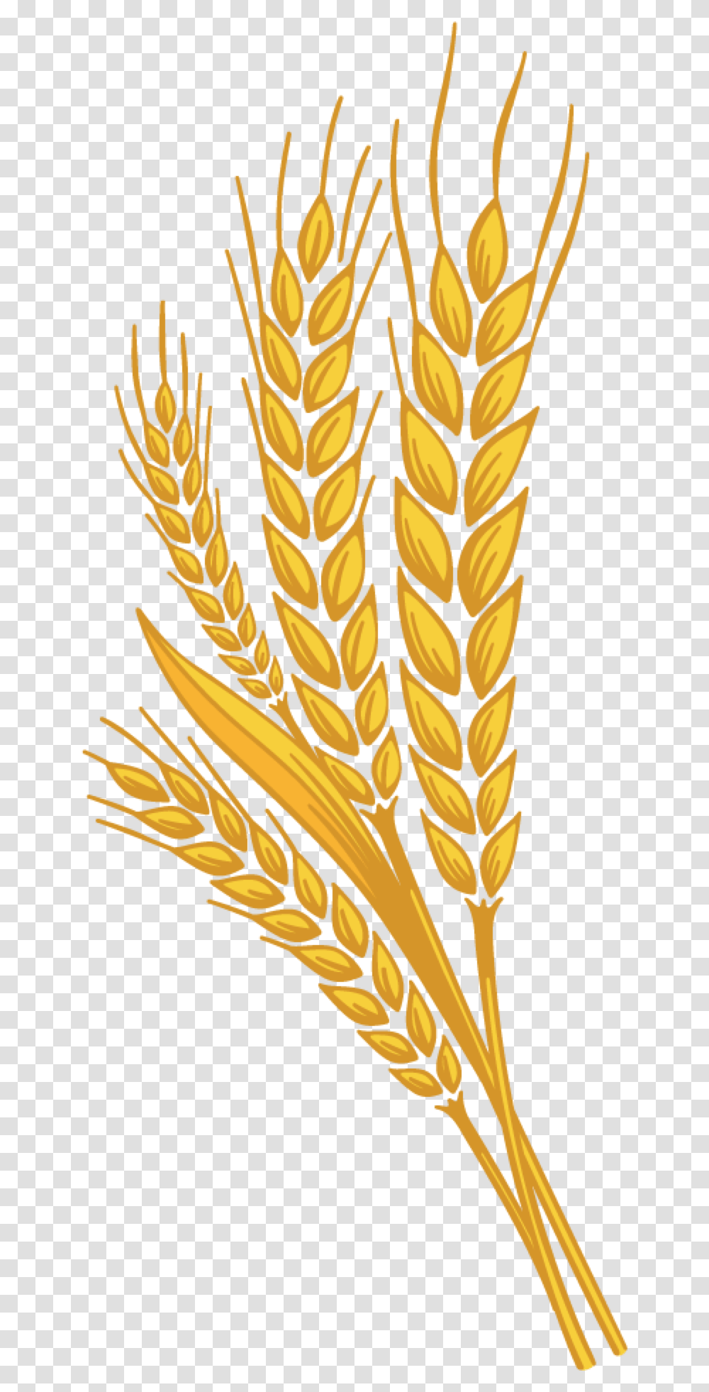 Wheat Sugar Added Country Harvest Wheat, Plant, Banana, Fruit, Food Transparent Png