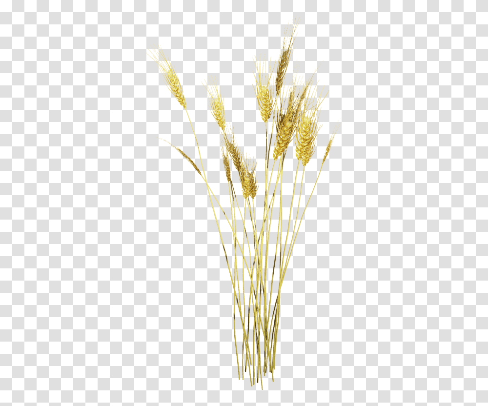 Wheat Texture, Grass, Plant, Lawn, Vegetation Transparent Png