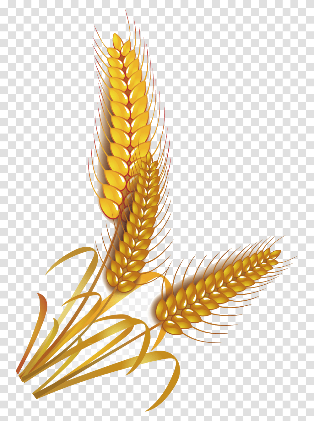 Wheat Vector At Free For Personal Use Whole Grain Clip Art, Plant, Vegetable, Food, Corn Transparent Png
