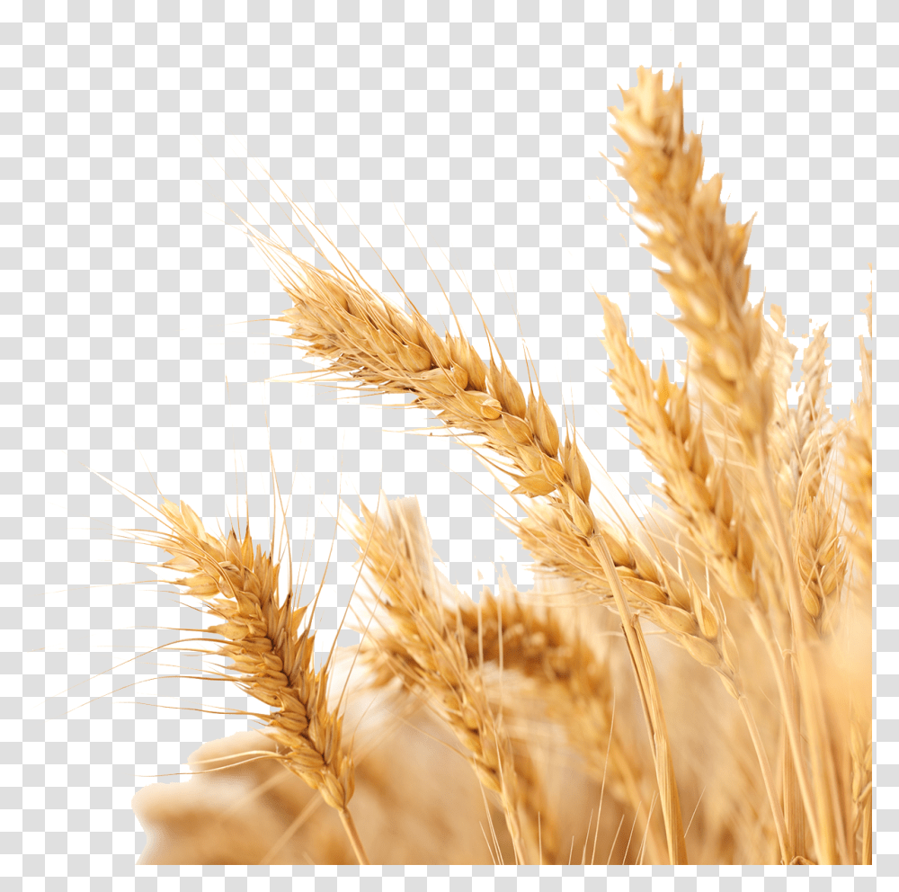 Wheat Vector Background Wheat, Plant, Vegetation, Grain, Produce Transparent Png