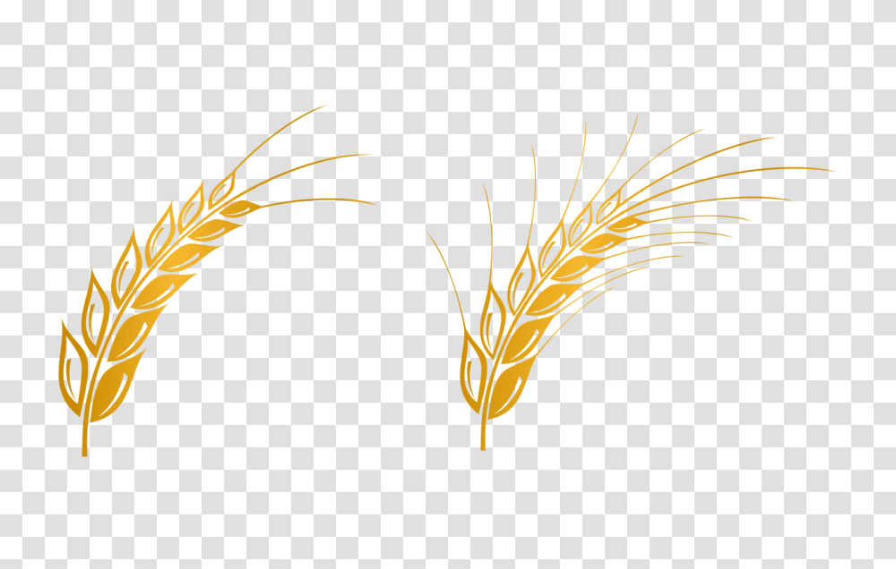 Wheat Vector Free Download Clip Art, Plant, Grass, Vegetable, Food Transparent Png
