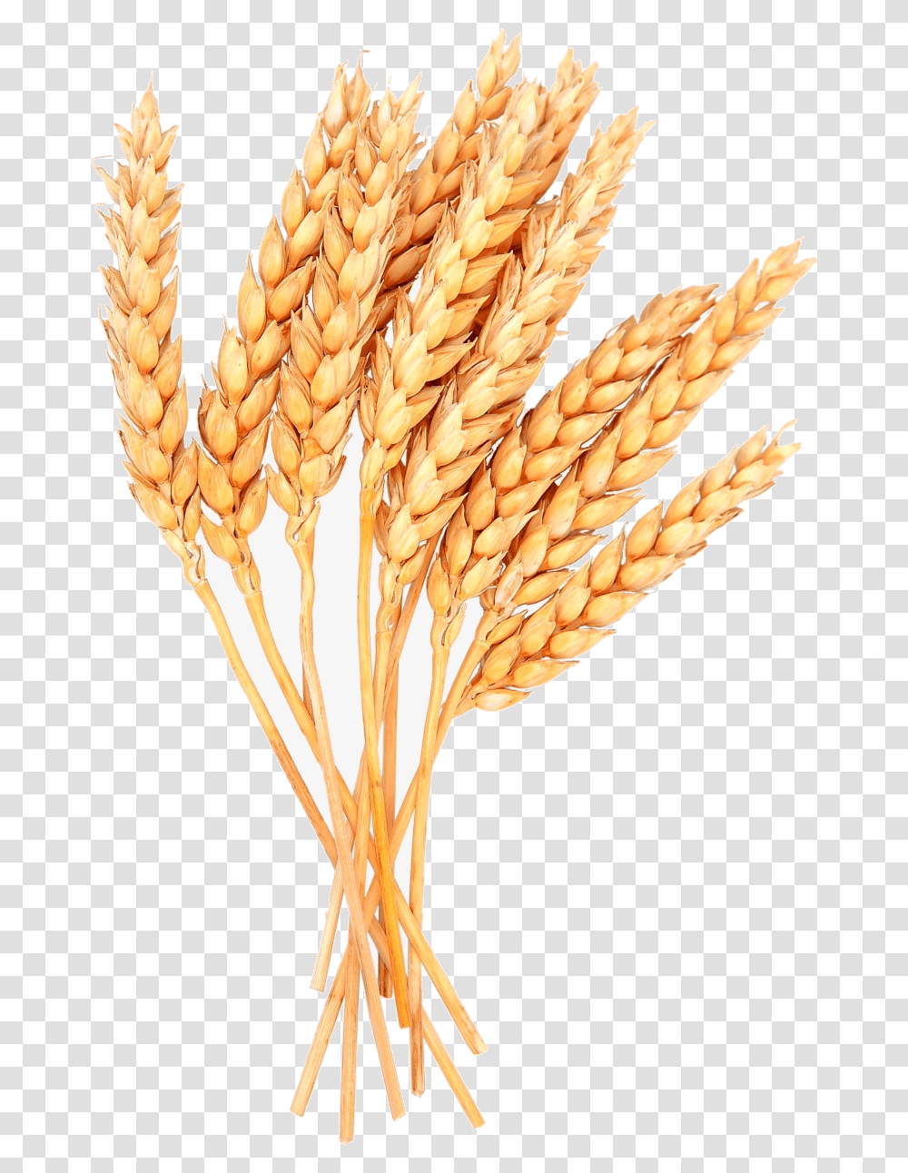 Wheat Vector Free Image Sheaves Of Clipart Wheat, Plant, Vegetable, Food, Bird Transparent Png