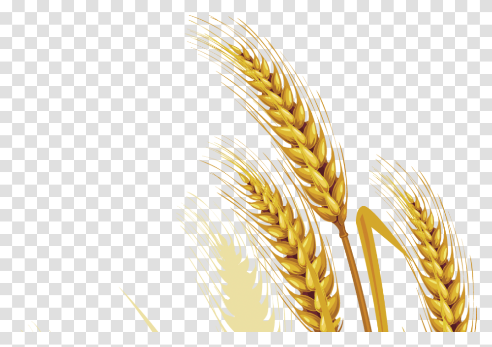 Wheat Vector Free Picture Wheat Vektor, Plant, Vegetable, Food, Vegetation Transparent Png