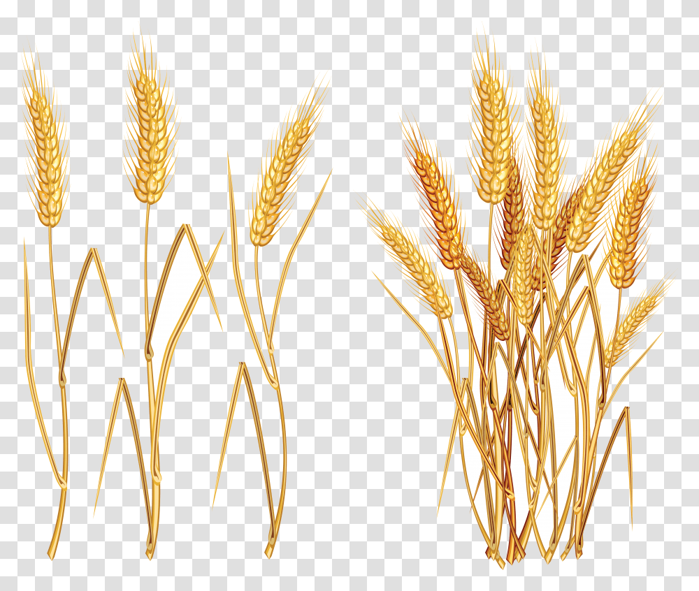 Wheat Vector Plant Clipart Free Ya Clipart Wheat, Grain, Produce, Vegetable, Food Transparent Png