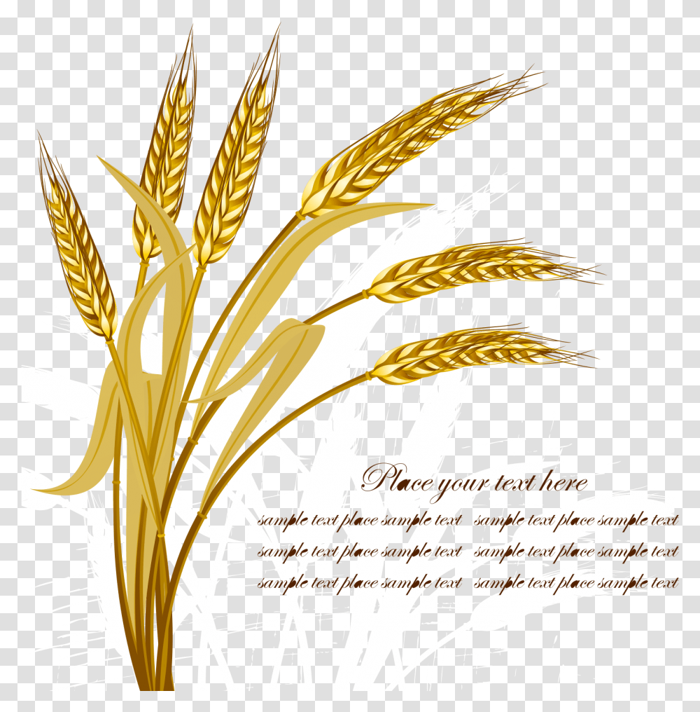 Wheat Vector, Plant, Vegetable, Food, Grain Transparent Png