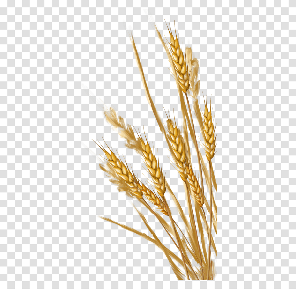 Wheat Wheat Clipart Background, Plant, Grain, Produce, Vegetable Transparent Png