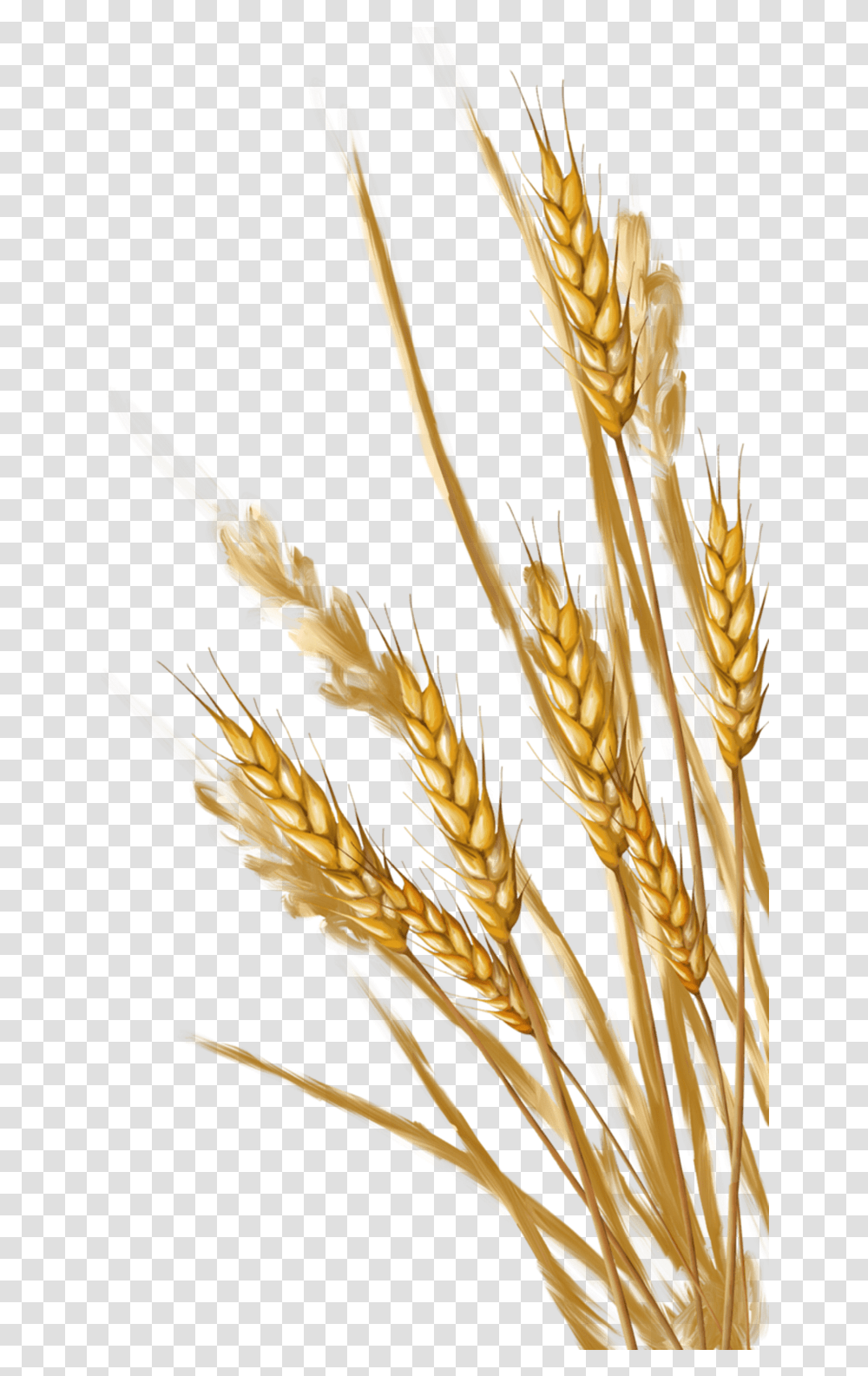 Wheat Wheat, Plant, Grain, Produce, Vegetable Transparent Png
