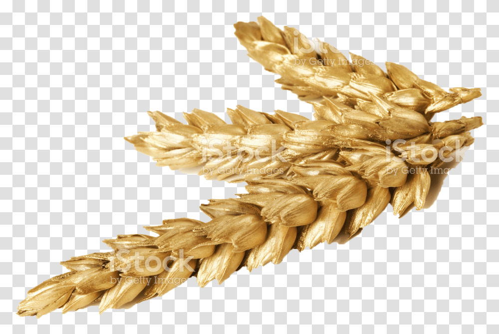 Wheat Wheat, Plant, Vegetable, Food, Produce Transparent Png