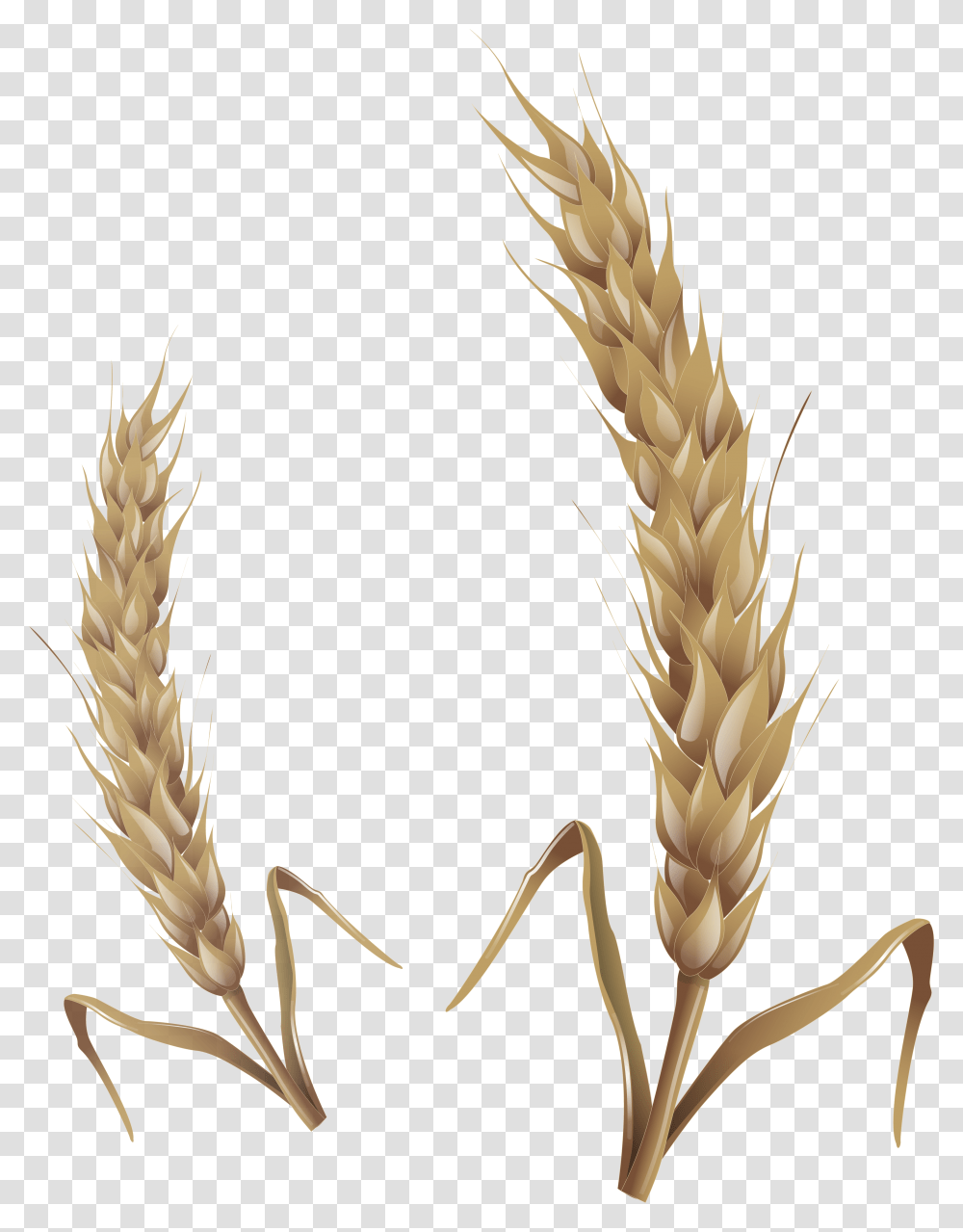 Wheat Wheat Stalk, Plant, Vegetable, Food, Grain Transparent Png