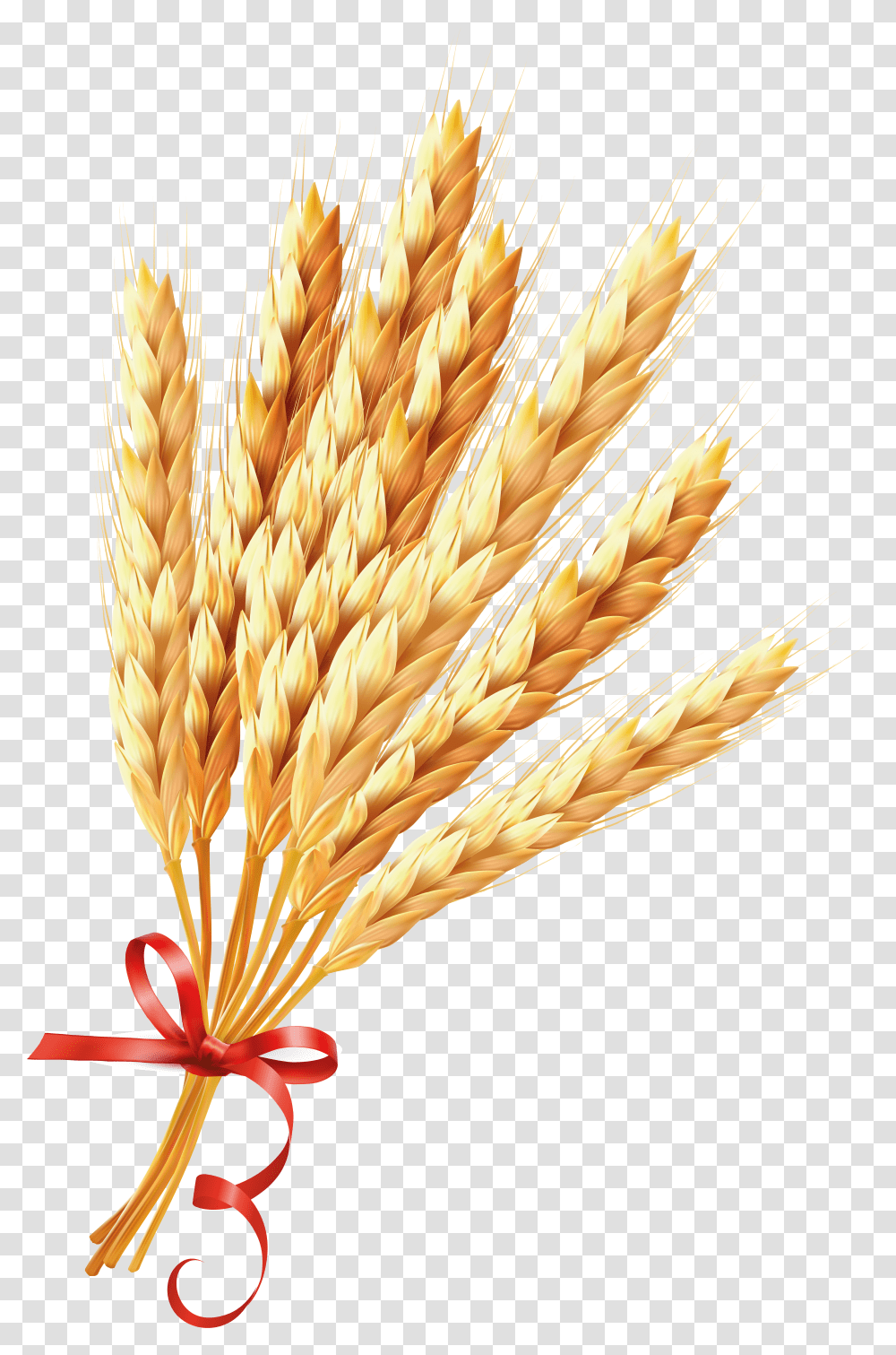 Wheat Wheat Transparent Png