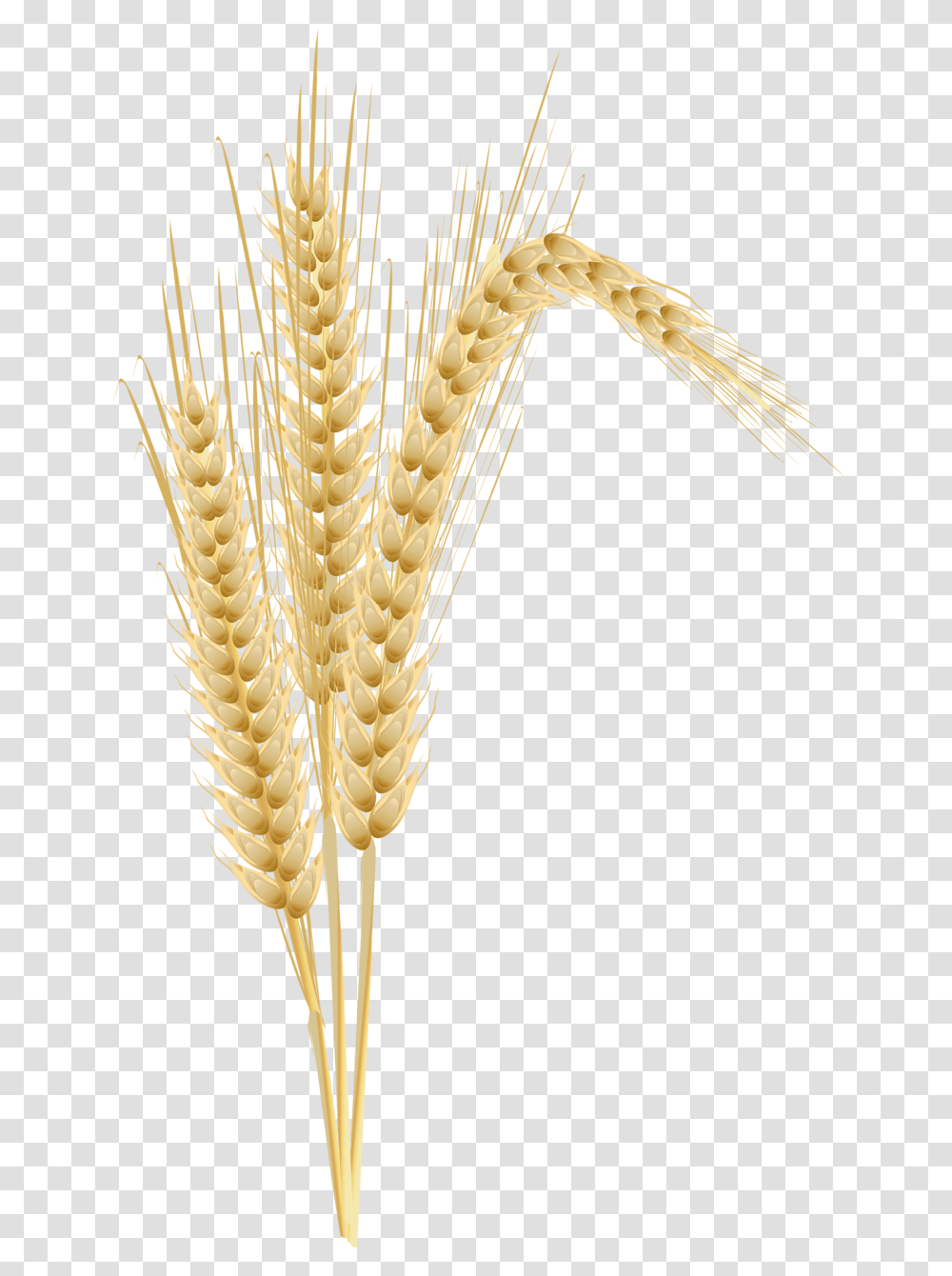 Wheat Wheat Tree Clipart, Plant, Vegetable, Food, Grain Transparent Png