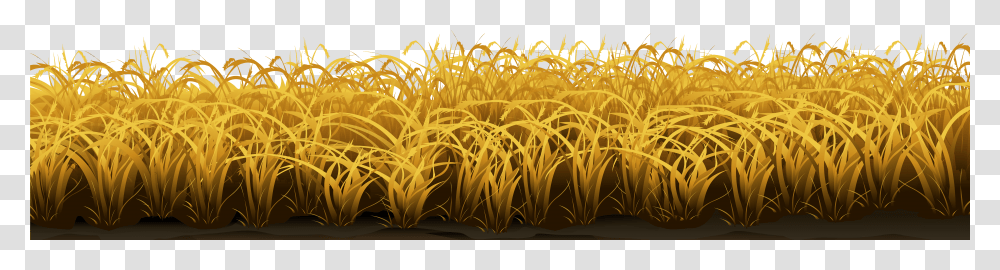 Wheat Yellow Grass Transparent Png