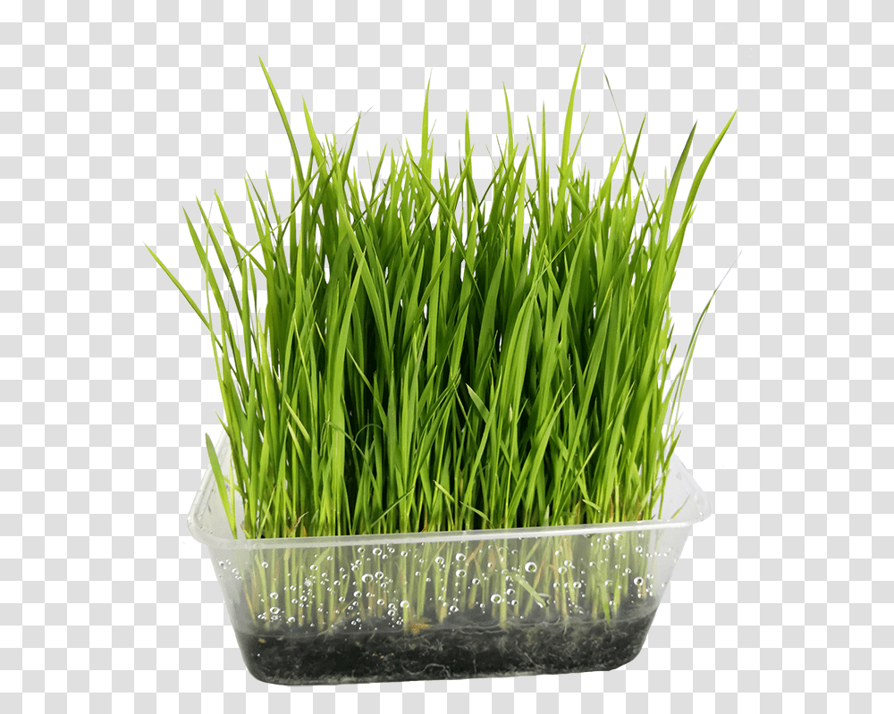 Wheatgrass, Plant, Lawn, Potted Plant, Vase Transparent Png