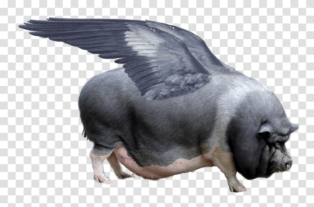 When Pigs Fly Flying Pig, Mammal, Animal, Hippo, Wildlife Transparent Png